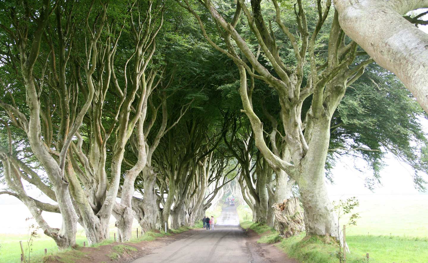 Bomen